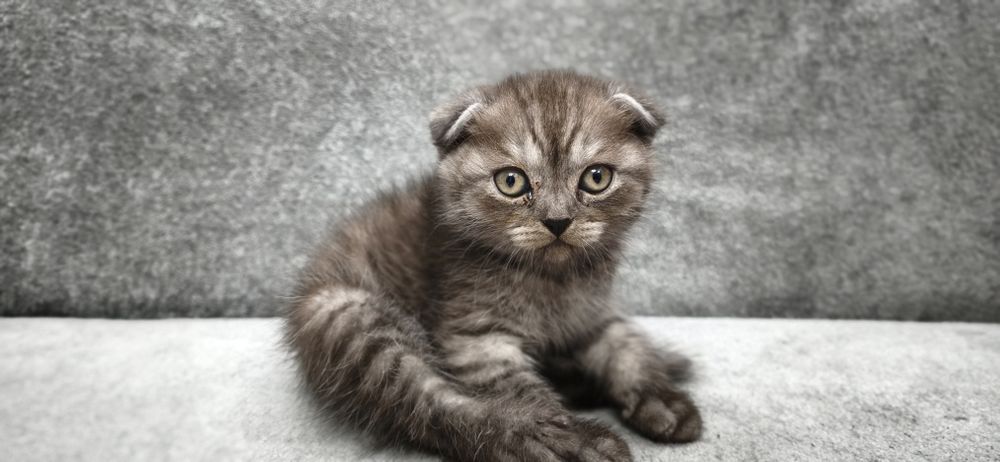 Продаётся котята, британские вислоухие