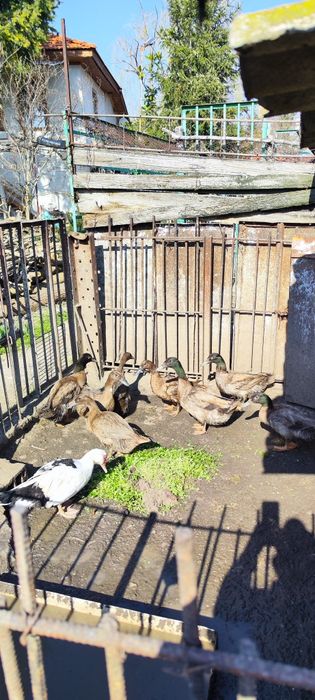 Патици Каки камбъл