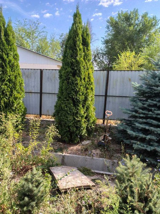 Смаракта и голубая ель