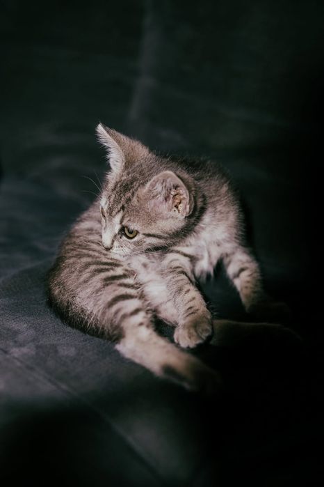 Котенок (табби) девочка ищет семью