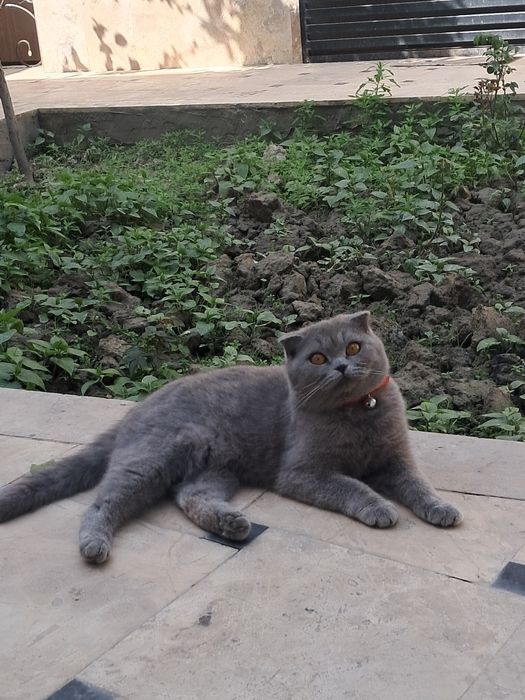 Шотландская вислоухая кошка