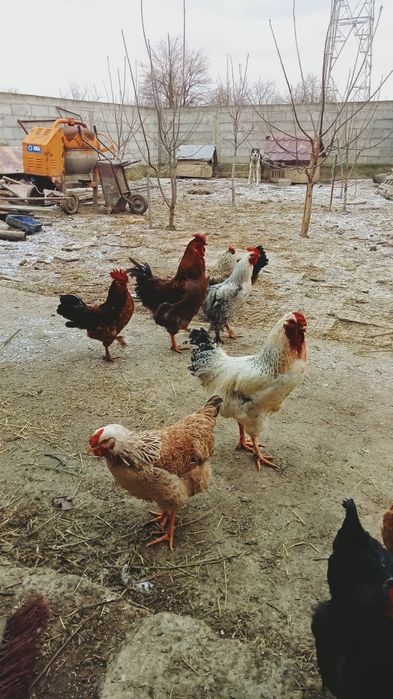 Vand 8 cocoși foarte frumosi