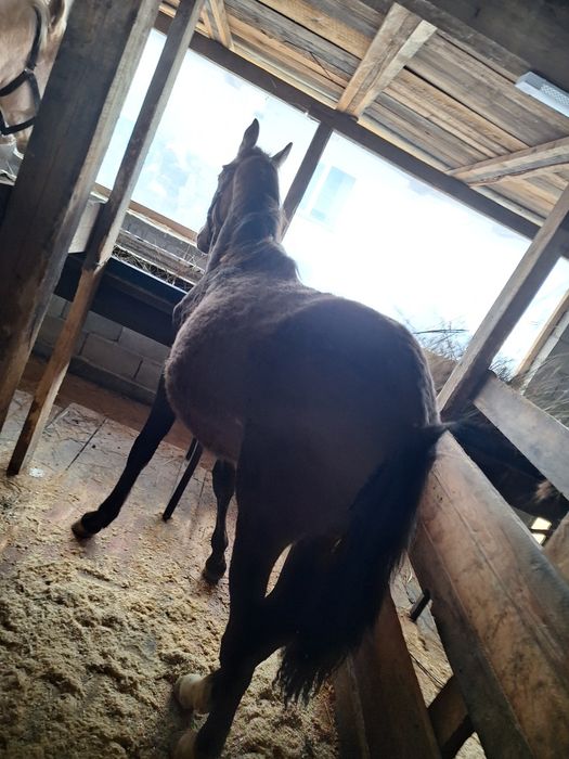 1,5 жасар бордақылау жылқы