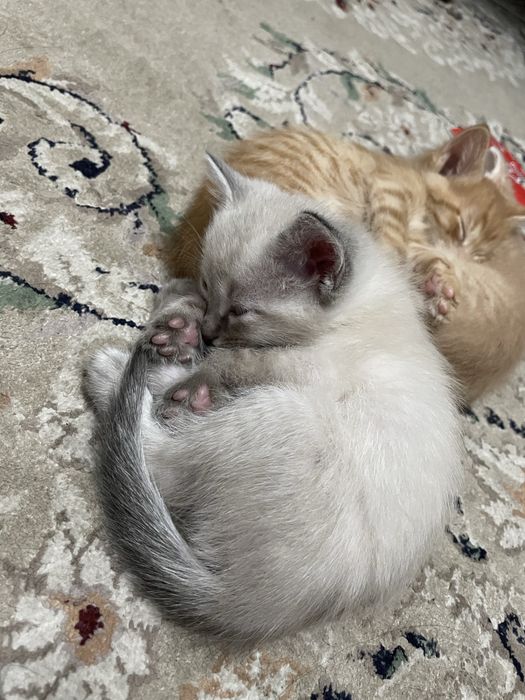 Сиамский котенок