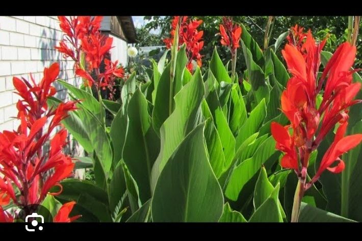 Продам цветы каны