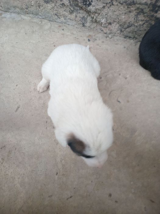 It bolalari sotiladi