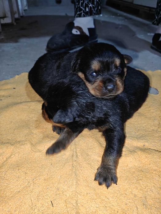 Продаётся щенки Ротифел