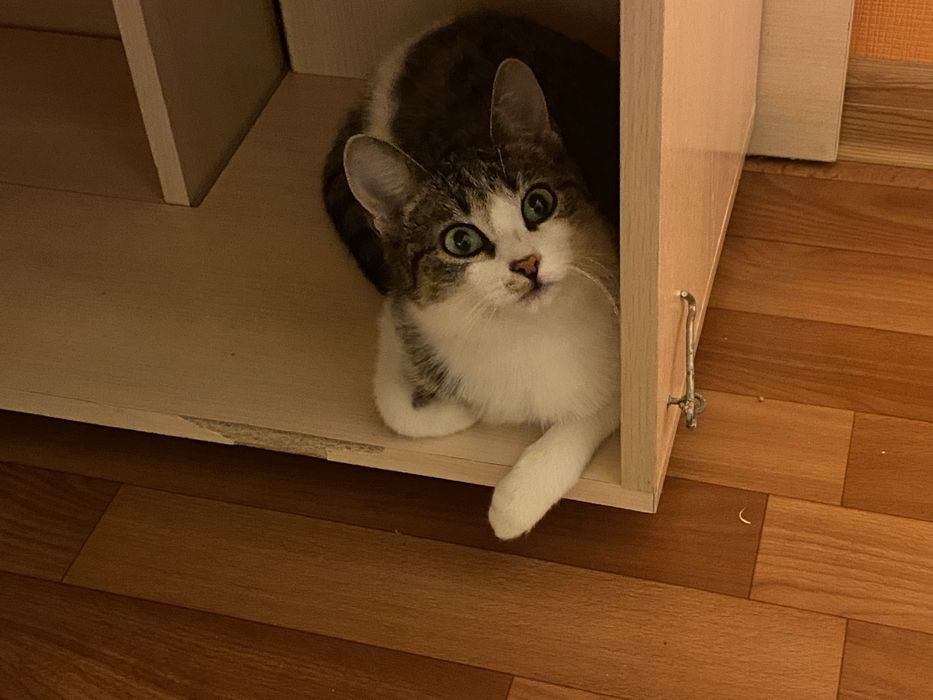 Пристраивается котенок