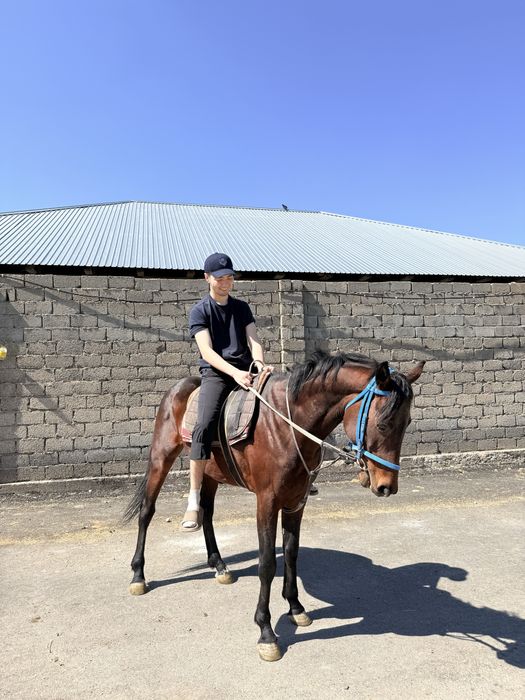 Тазақанды ағылшын айғыр 5 жасар