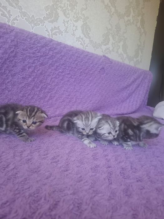 Продам котят шотландских