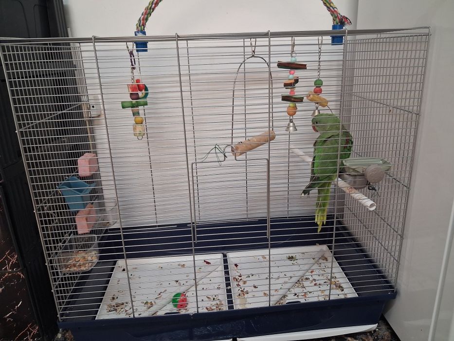 Marele Alexandru,mascul,inelat 11 luni