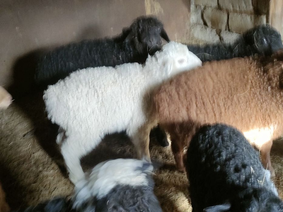 Козылы койлар сатылады