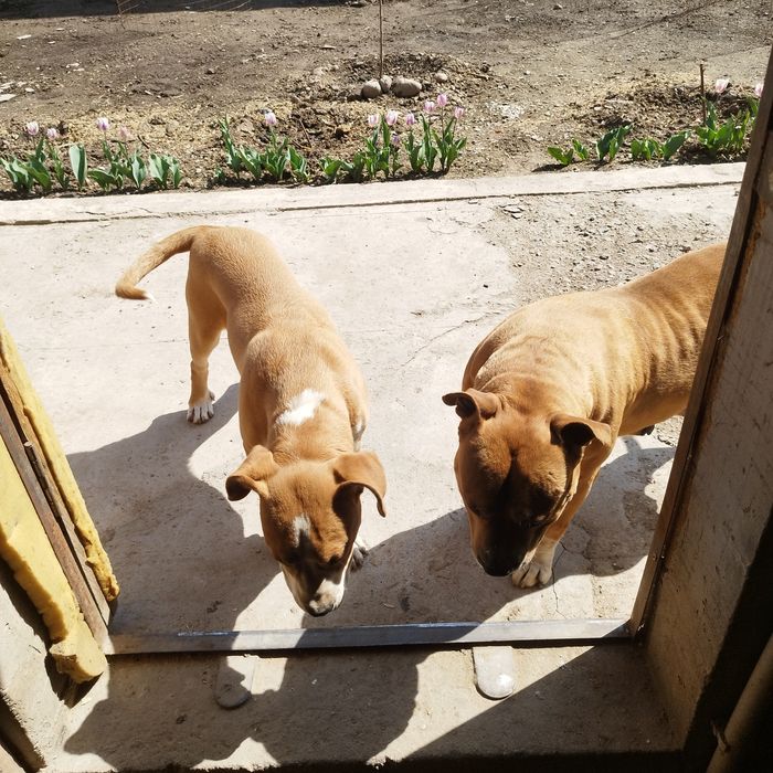 Американский стаффордширский терьер