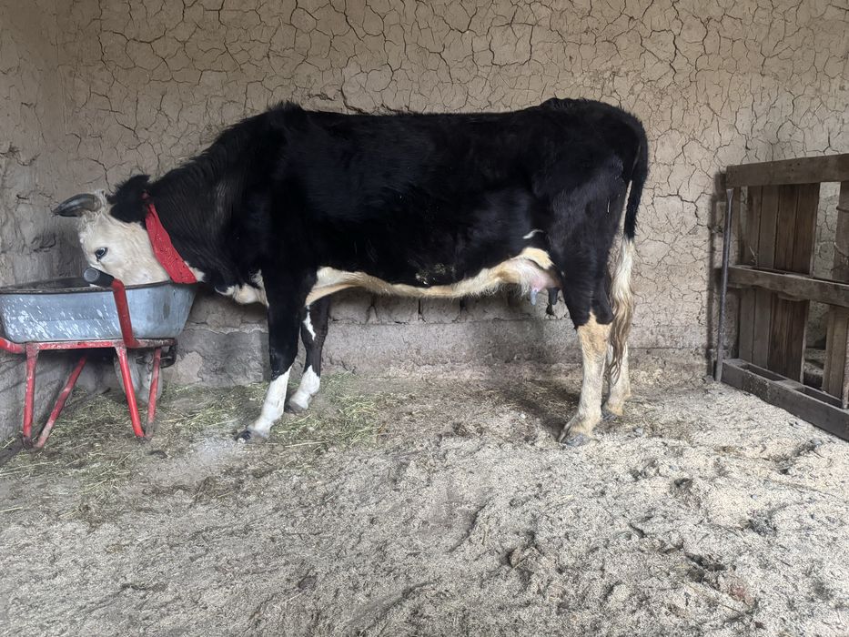 Бұзаулы сиыр 3 тума