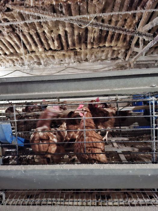 Кокошки носачки ярки