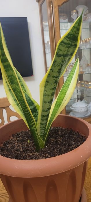 Продам цветок Сансевиерия