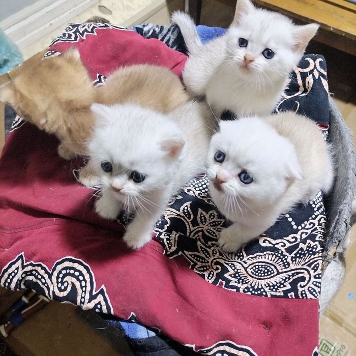 Серебристая, шиншилла страйт