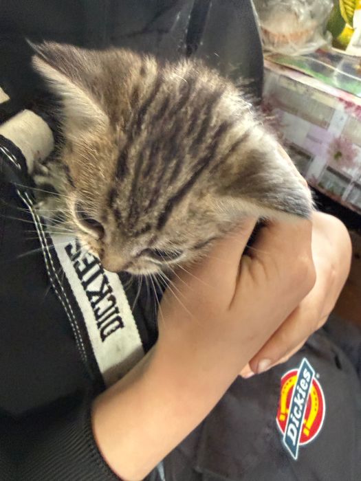 Котята мальчики красавчики