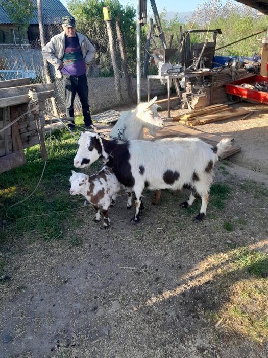 Vând 3 capre si doua iedute