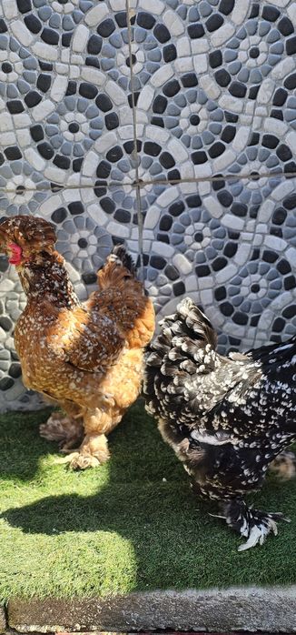 Vând  găini motate păsări