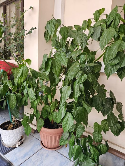 Продам офисные цветы горшки