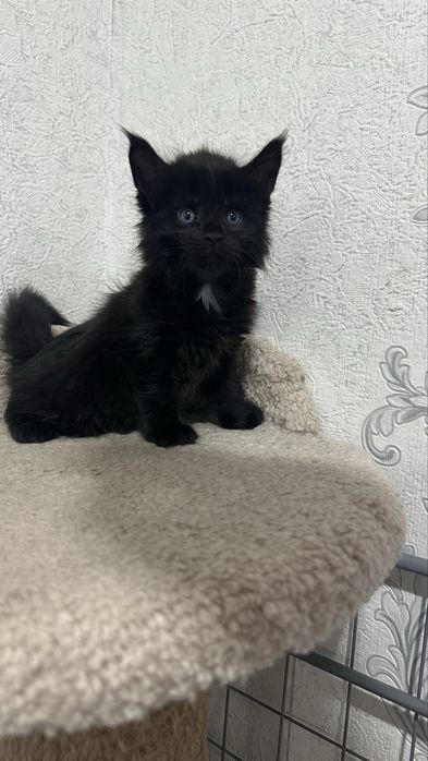 Мейн-Кун бронь продажа питомник