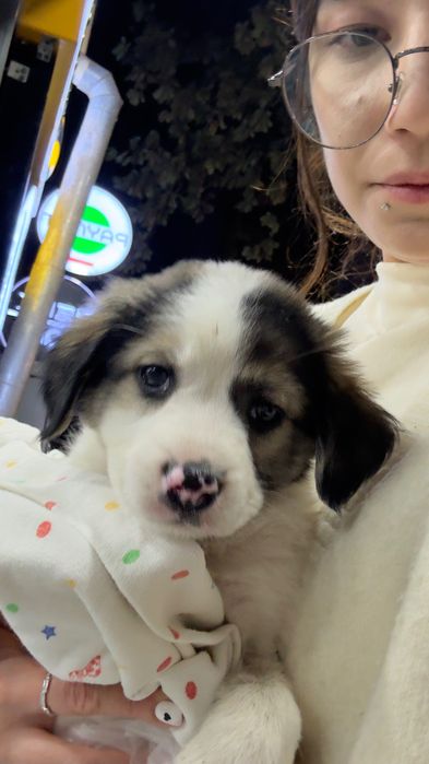 Породистая собака