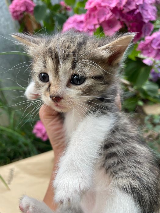 Малки котенца търсят дом
