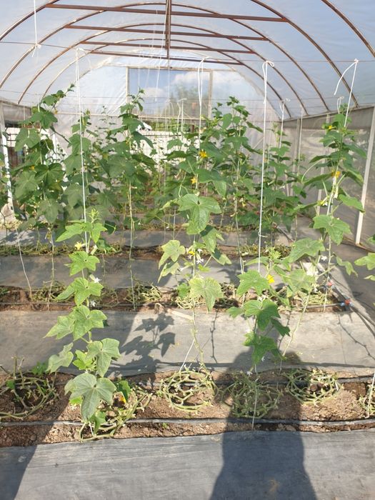 Теплица в комплекте