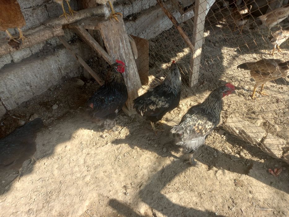 Жожа Хорозлар сотилади смс ёзилар