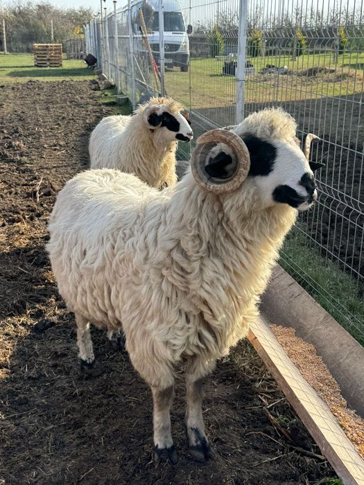 Vând un miel si un mior.