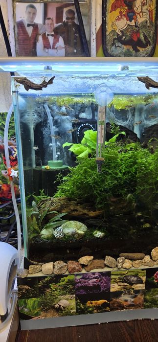 Продавам 10 л.аква със нано риби и ред черита скариди