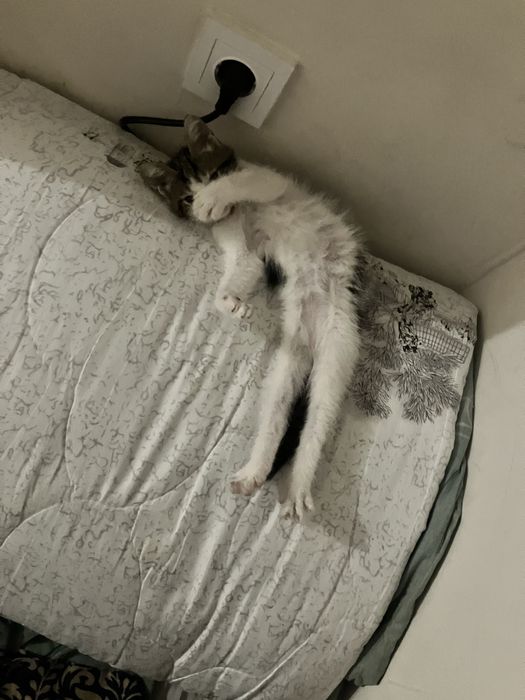 Котенок отдам в хорошие руки