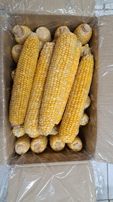 Кукуруза в початках