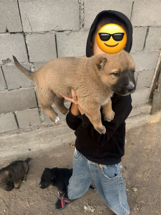 САО щенок девочка