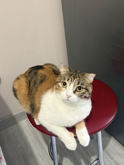 Отдам добрые руки кошку