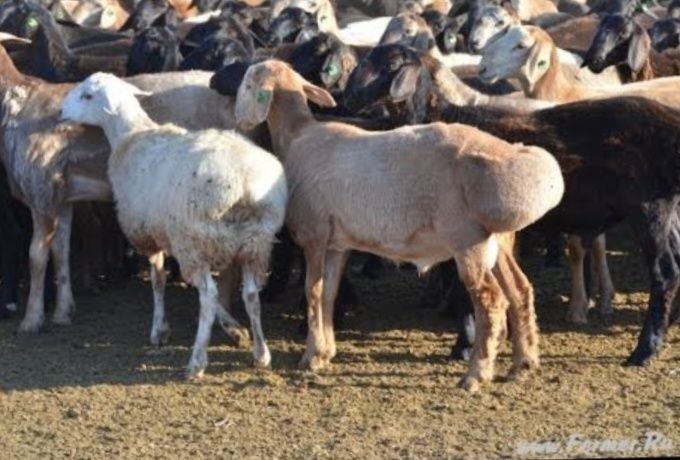 Продам баранов 50 голов