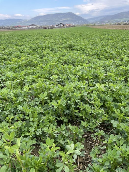 Vand balotii lucerna infoliata 2026