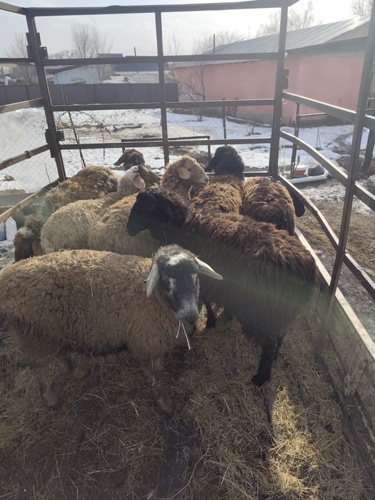 Тоқтылар сатылады ,семіз ұрғашы