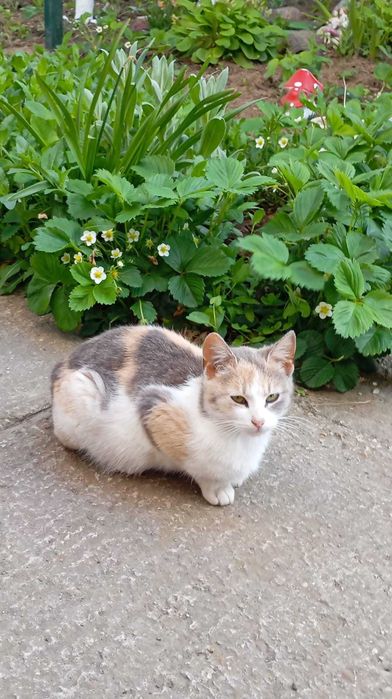 DONEZ - SPRE ADOPTIE - 3 pisici prea frumoase !