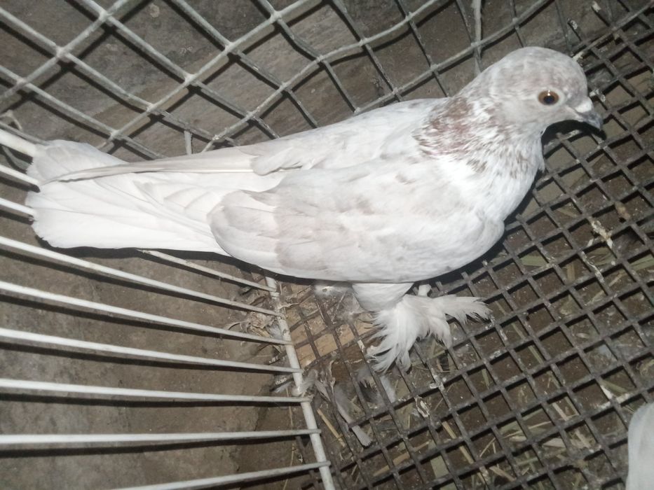 Кептер сатыладыы