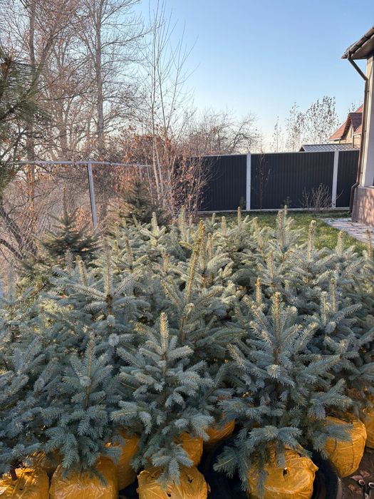 Ёлки голубые 60-80см