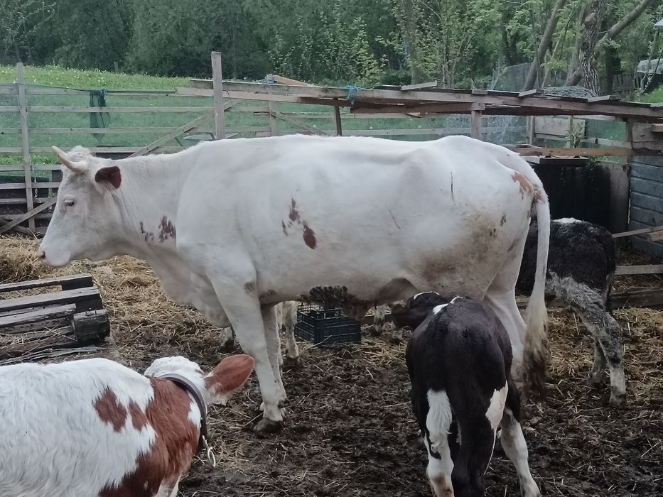 Vaca bălțată 10 -12 litri la zi