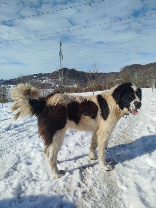 Donez pentru iubitori de animale