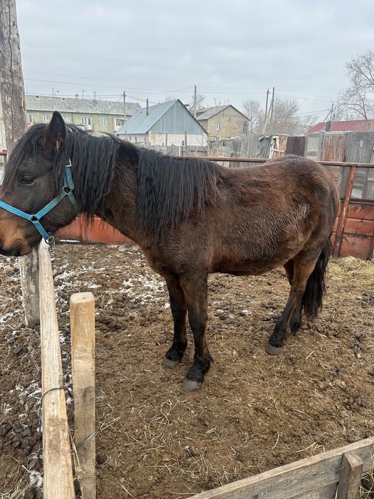 Продам жеребца 3 года