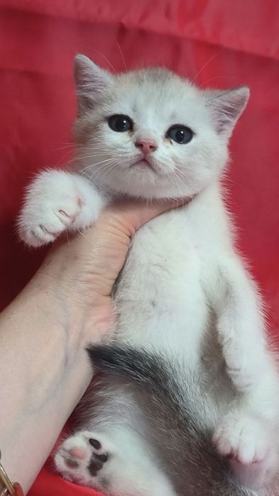 Продам котят вислоушек