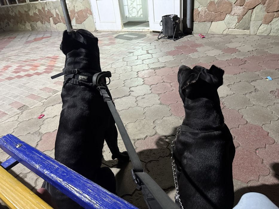 Щенки кане корсо