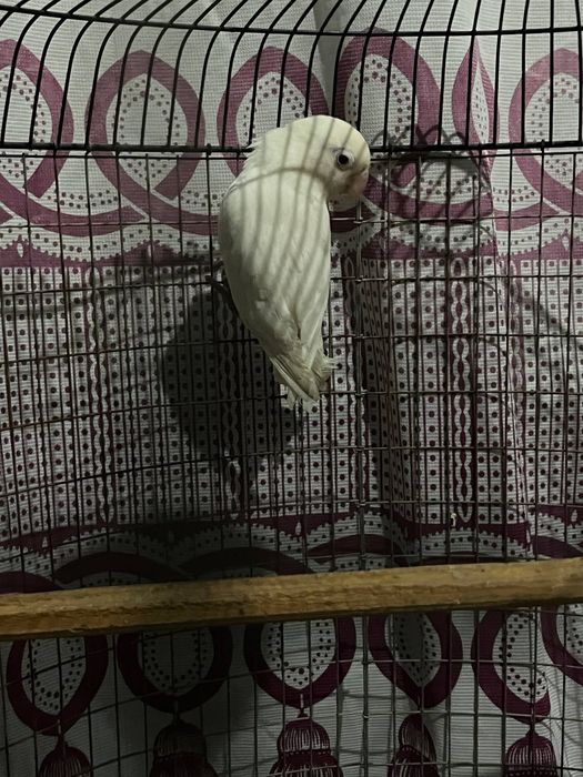 Продаються попугай порода неразлучники