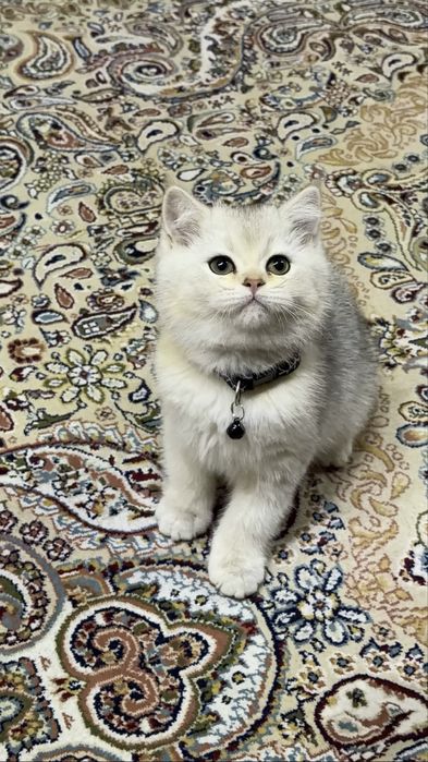 Серебристая шиншилла