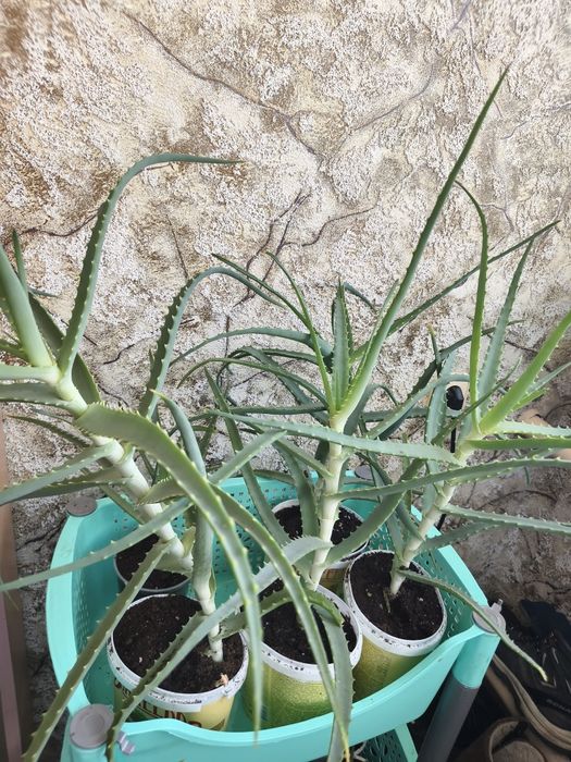 Продам цветок алоэ